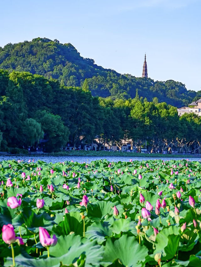 West Lake Wonders: A Day of Serenity in Hangzhou