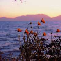 Kunming: A Floral and Culinary Paradise Where Spring Never Ends