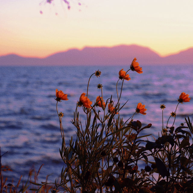 Kunming: A Floral and Culinary Paradise Where Spring Never Ends