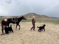 Wild Encounters: A Kyrgyzstan Summer Adventure