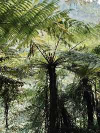 Step into a Prehistoric World: Suoluo Valley’s Jurassic Park Adventure!