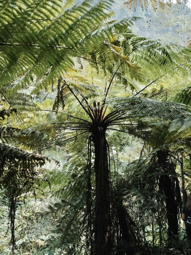 Step into a Prehistoric World: Suoluo Valley’s Jurassic Park Adventure!