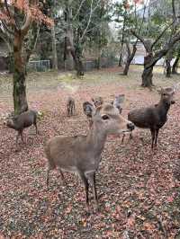 Japan Trip: Get ready to discover the ancient vibes of Nara!