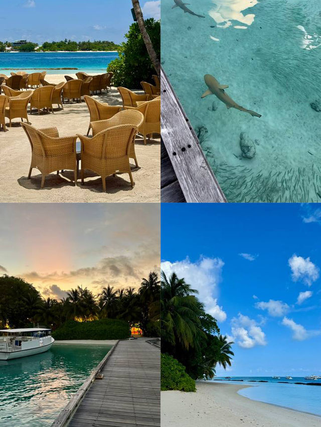 Live a dream island 🏝️ life: Kuramathi Island Resort Maldives