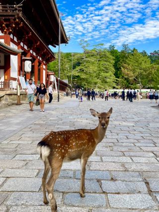 Nara, Japan — a magical city where history, nature, and tradition come together.

Just a short train ride from Kyoto takes you to this beautiful city, home to ancient temples, peaceful gardens, and the famous free-roaming Sika deer of Nara Park.

Walking through the streets, you can watch these gentle deer calmly walking beside you, bowing politely, and taking food from your hand.

Nara offers a unique experience where you can connect with Japan’s rich culture, ancient traditions, and peaceful beauty in a truly unforgettable way. 🦌⛩️✨