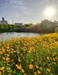 福州花海公園——鮮花盛開，那場面美得宛如一幅治癒人心的油畫