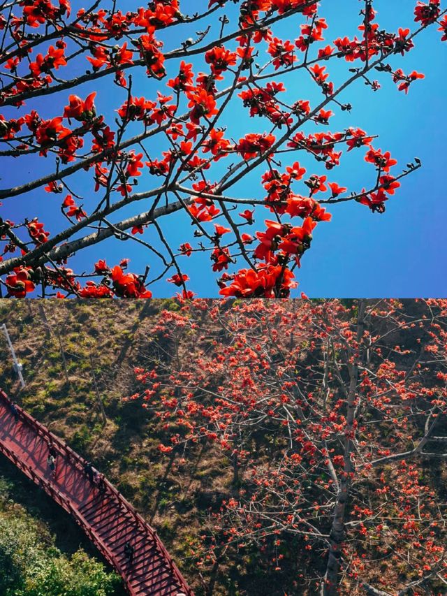 春天才有的浪漫|相約海南昌江·遊賞木棉花