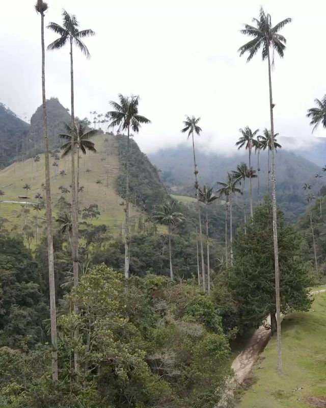 🌟 Cocora Valley: Colombia's Natural Marvel 🌴