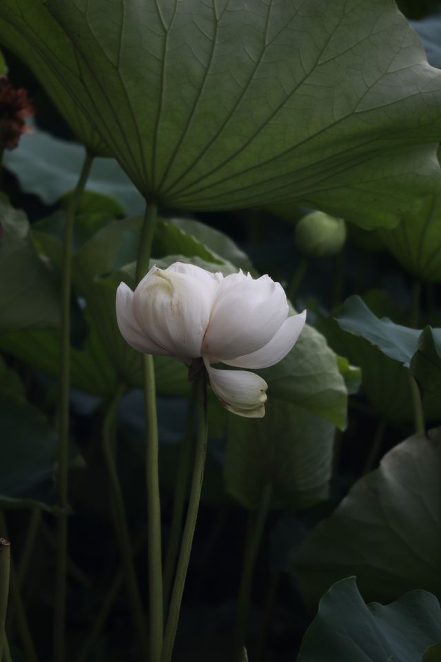 黃興公園荷花 黃興公園荷花
