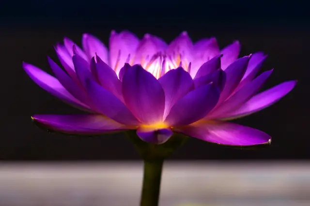 Chenshan Botanical Garden's Water Lilies