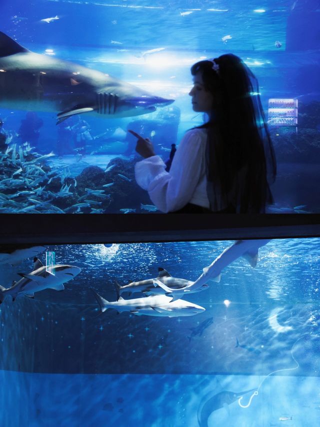 亞洲最大：濟州島水族館的攻略奉上