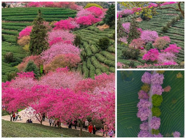 櫻花盛宴，福建等你來賞！