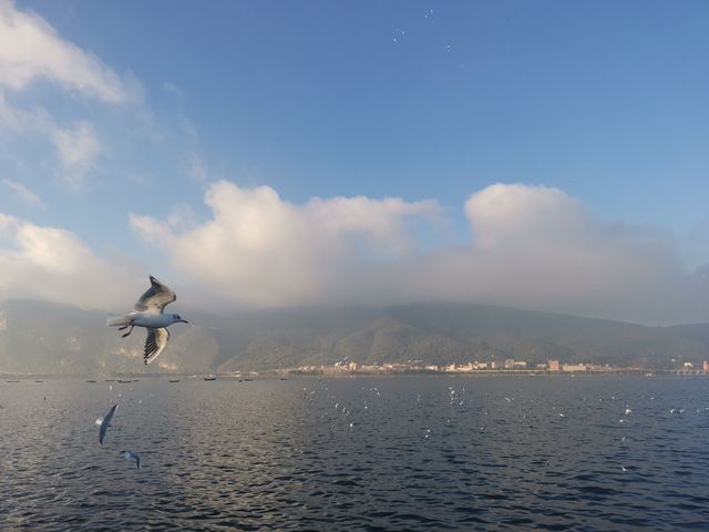 誰還沒有來昆明海埂大壩餵海鷗？