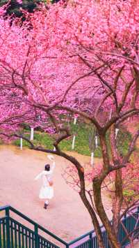 重慶春日賞花彩雲湖畔梅花盛放~攻略