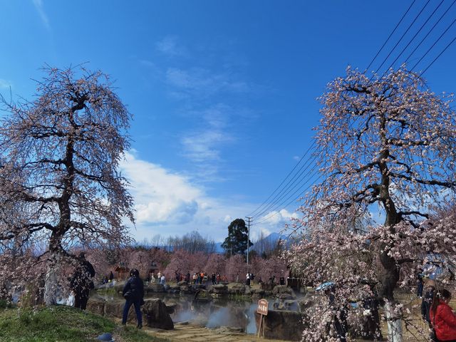 問花村—全都盛開