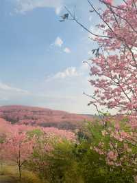 中國：世界三大賞櫻聖地我已經在福建預約了櫻花盛宴