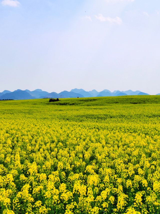 雲南羅平油菜花最新攻略