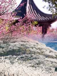 立春已至，梅花正悄然绽放，你的赏梅計劃提上日程了嗎？