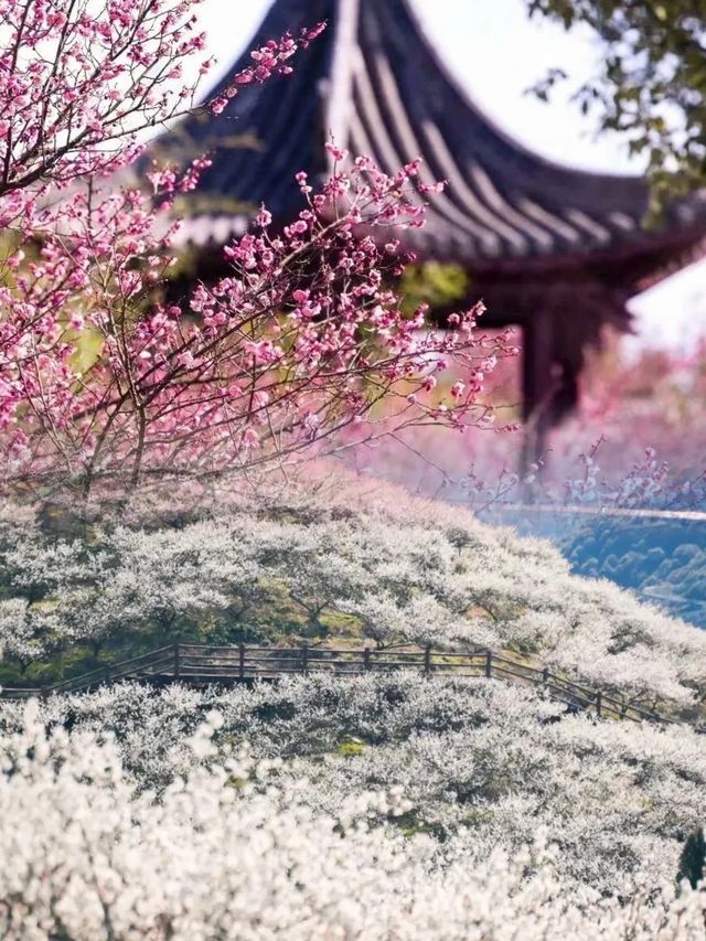 立春已至，梅花正悄然绽放，你的赏梅計劃提上日程了嗎？