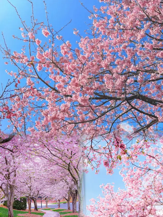 狂飙|張頌文の故郷、800エーカーの桜があなたを待っています！