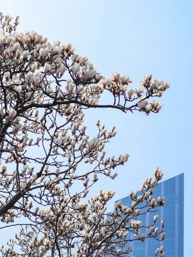 東林書院玉蘭花：繽紛綻放的春日之約