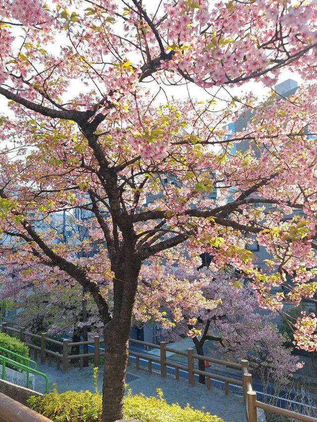 【戀戀櫻花季】清河公園：很小眾的小公園，也有櫻花也有鳥