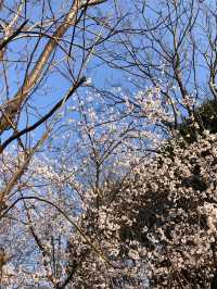 長沙望月湖公園的櫻花近況!