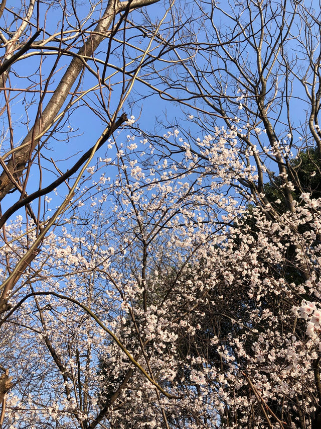 長沙望月湖公園的櫻花近況!