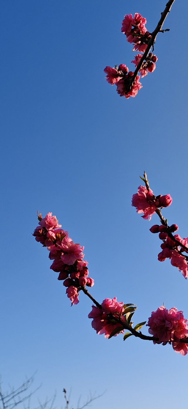 【春日尋芳】東京也有小桃花，寫意入畫天幕上：）