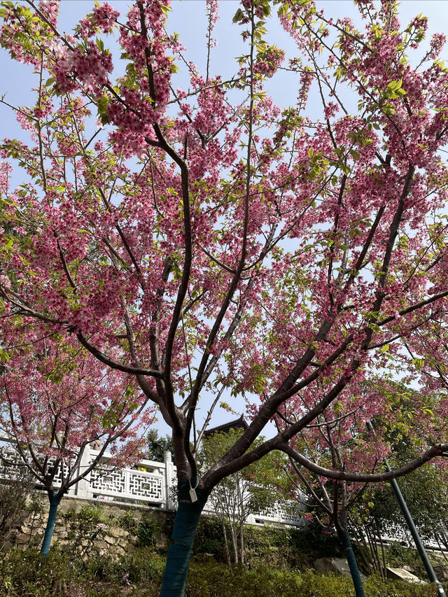 龜山公園的山櫻