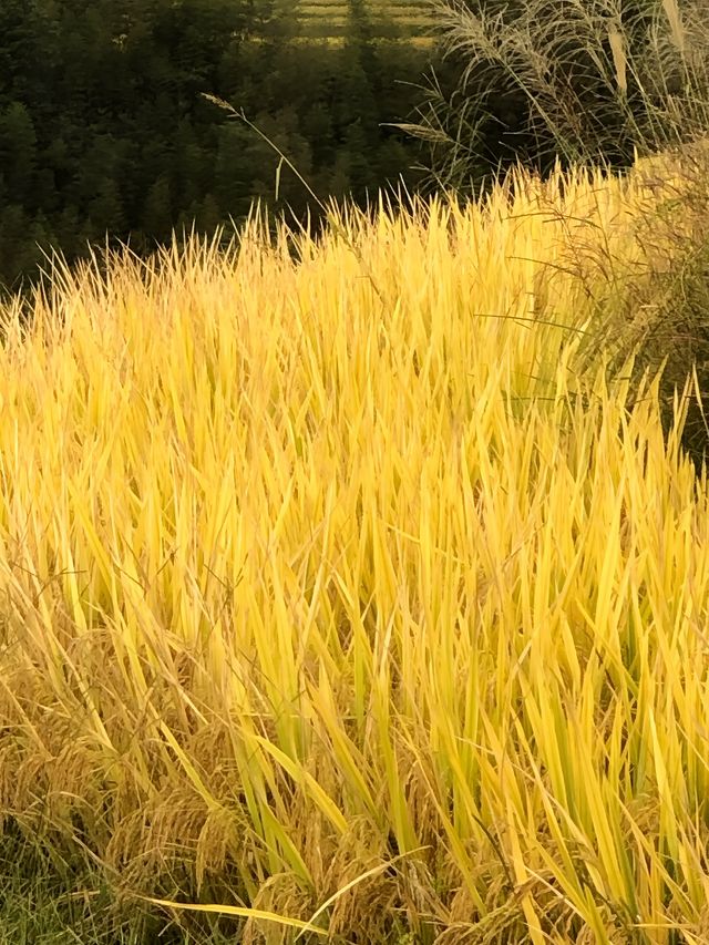 廣西龍勝龍脊梯田丨金色秋天，層層疊疊，千重稻浪盡染金黃