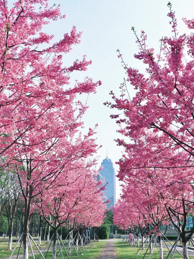 The cherry blossoms here in Ningbo have been stunning all spring long