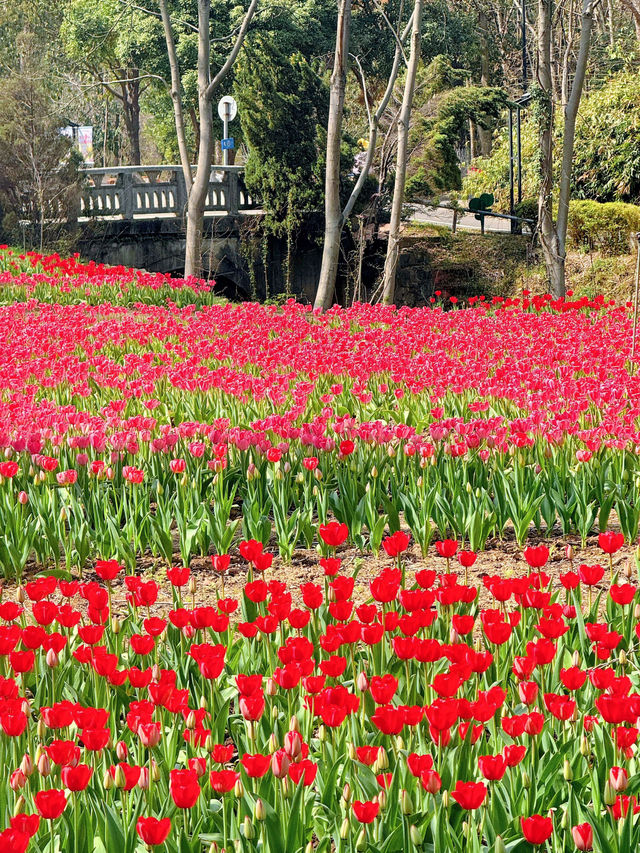 今日實拍武漢植物園鬱金香開好了！