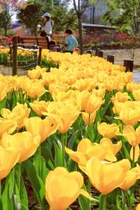 方松體育公園·鬱金香花海