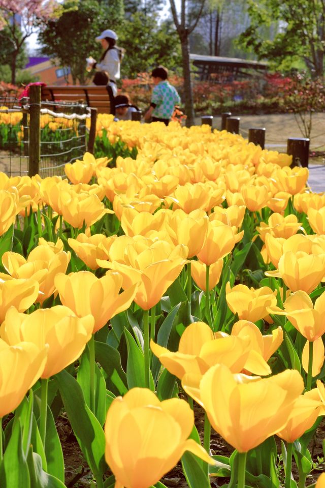 方松體育公園·鬱金香花海