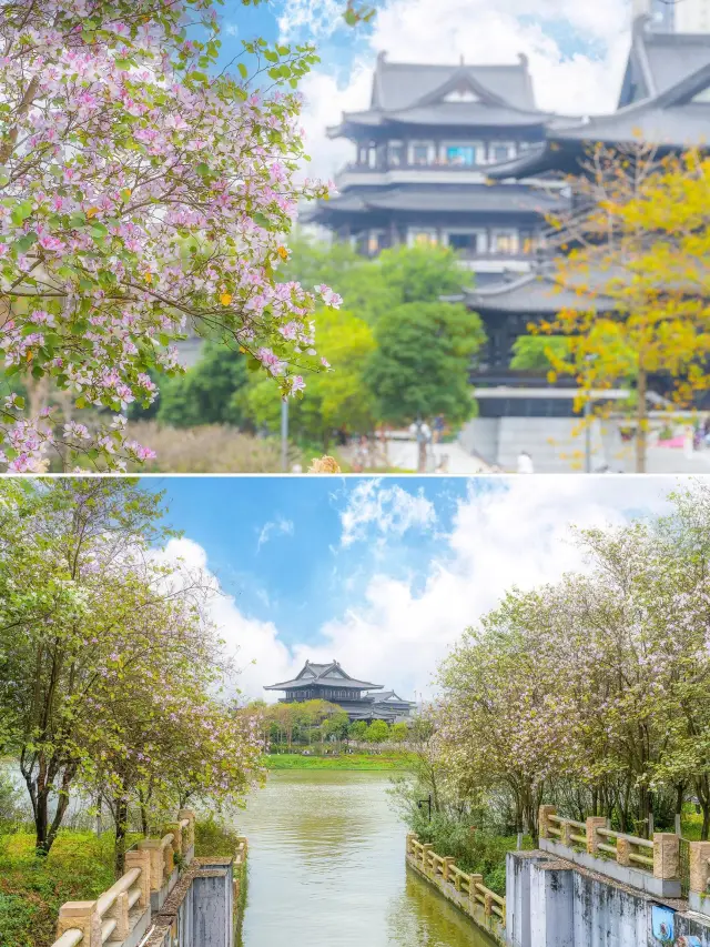 Take the subway directly for a free appreciation of the Bauhinia flowers along the riverbank at Haizhu Lake Park in Guangzhou