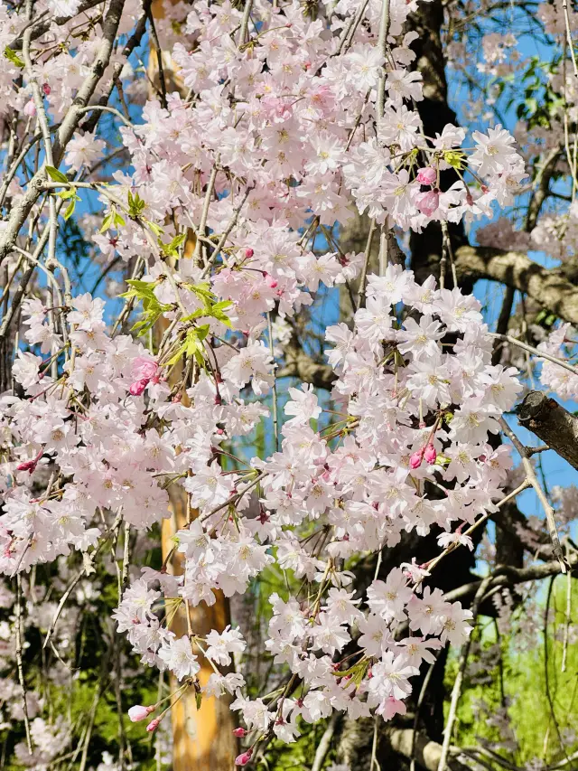 The cherry blossom waterfall at Qinglong Temple has exploded in bloom!! Rush over while the weather is good!!!