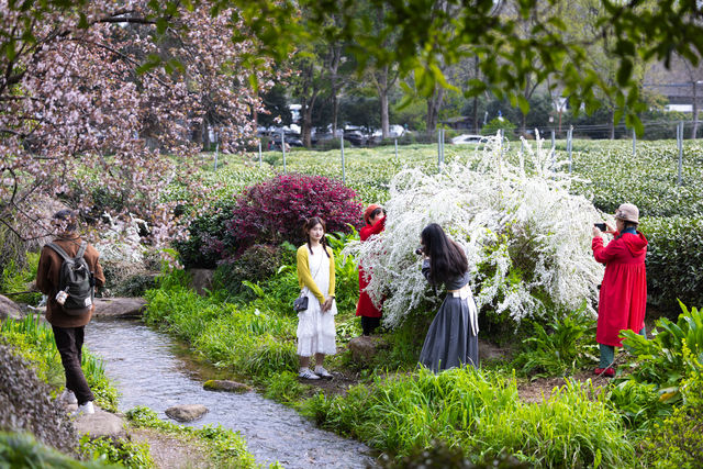 杭州中國茶葉博物館，此刻是欣賞雪柳花的美麗時節