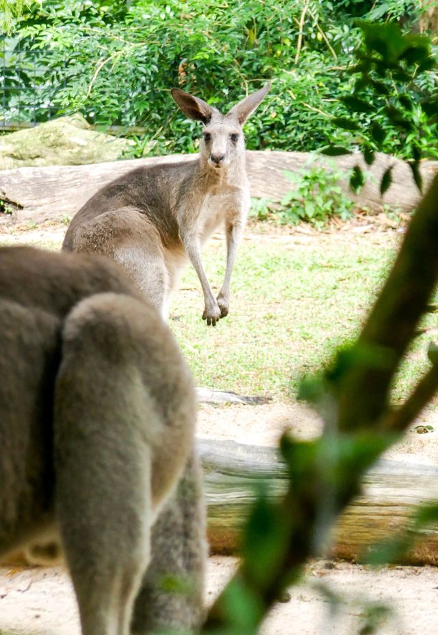 新加坡動物園：探索奇幻動物世界的絕佳勝地！