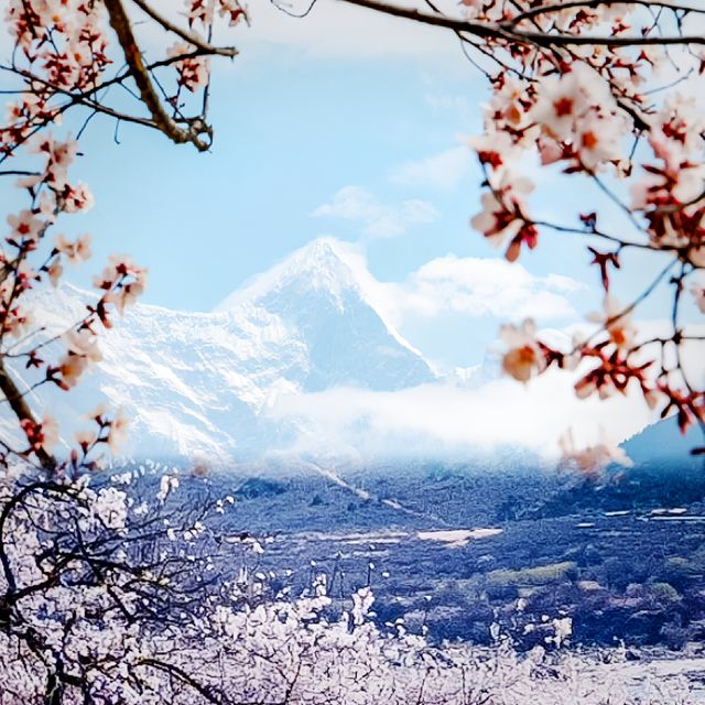 春天浪漫賞花：林芝夢幻仙境