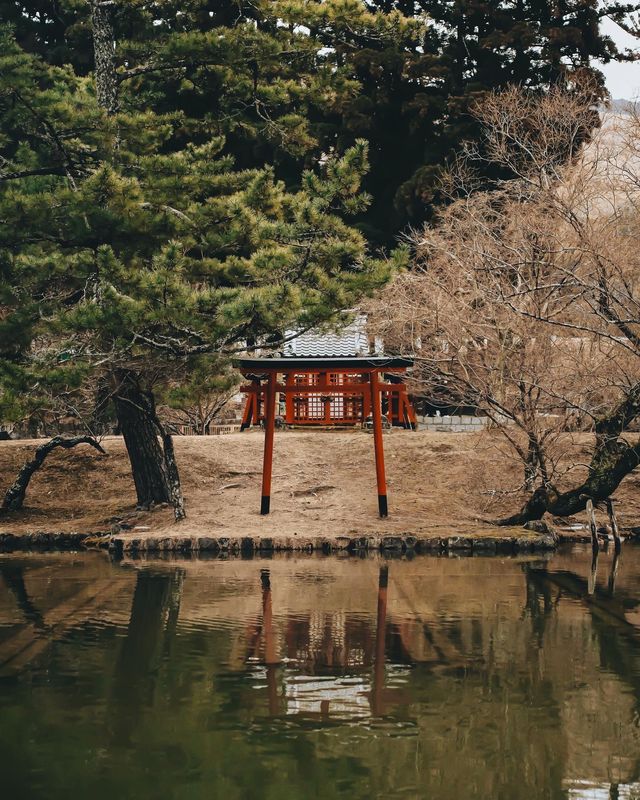 日本京都｜為了一群鹿去了一座城