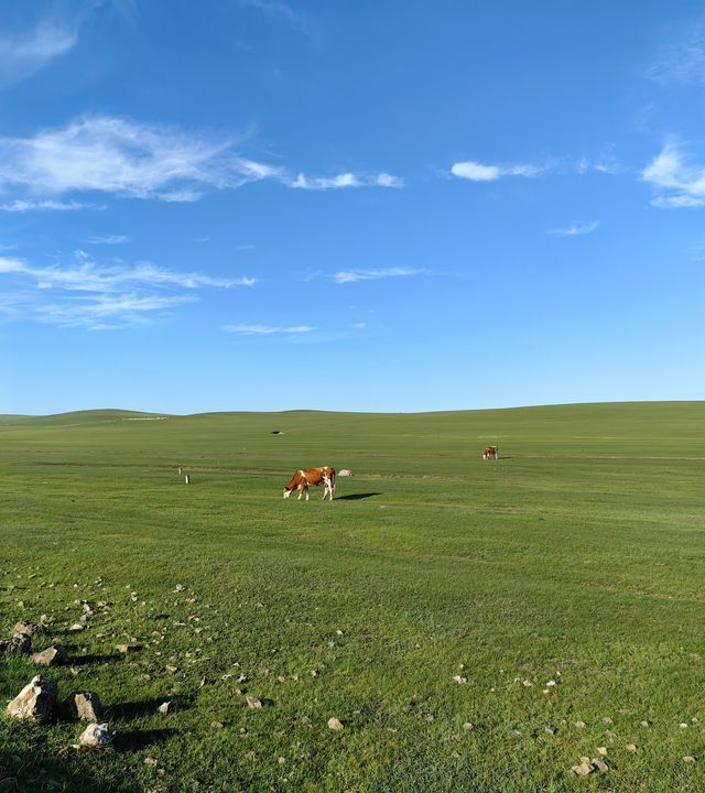 一望無際的綠色地毯～陳巴爾虎旗草原