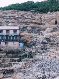 Qindao Laoshan Cherry valley 🌸🇨🇳