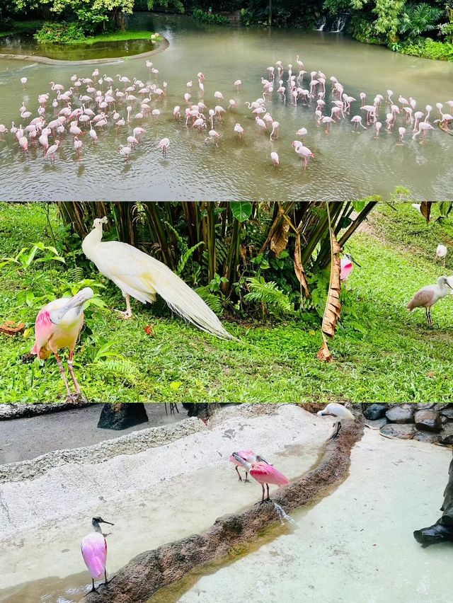 新加坡飛禽公園丨看赤道上的火烈鳥