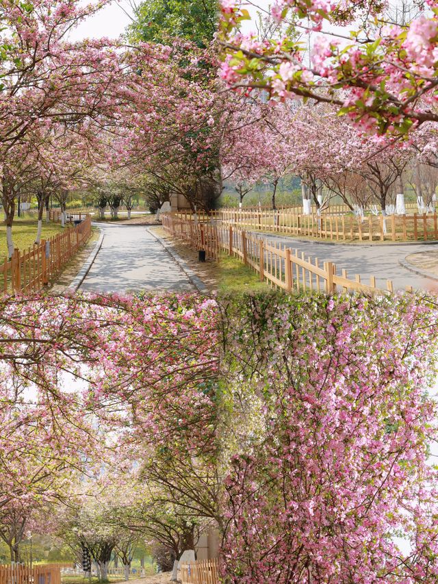 成都南湖公園海棠盛放，邂逅一場歐式浪漫花事！
