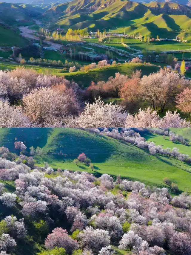 April in Yili is like heaven on earth, with flowers blooming along the way