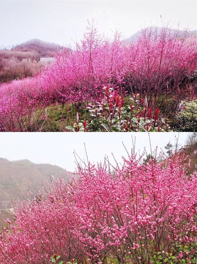 西安周邊-賞花好去處