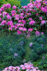 下個月‖廣東這個高山草甸滿山杜鹃花盛開～