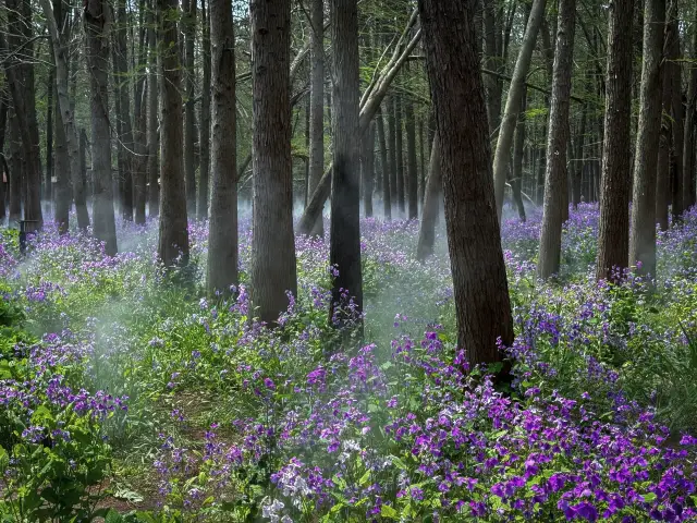 紫色の春日——兴化李中水上森林公園