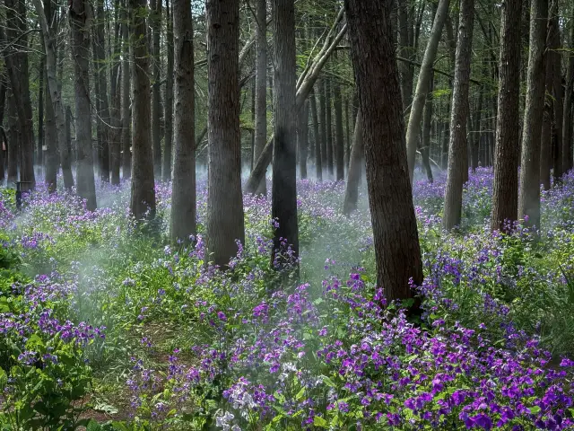 Purple Spring Day - Xinghua Lizhong Water Forest Park